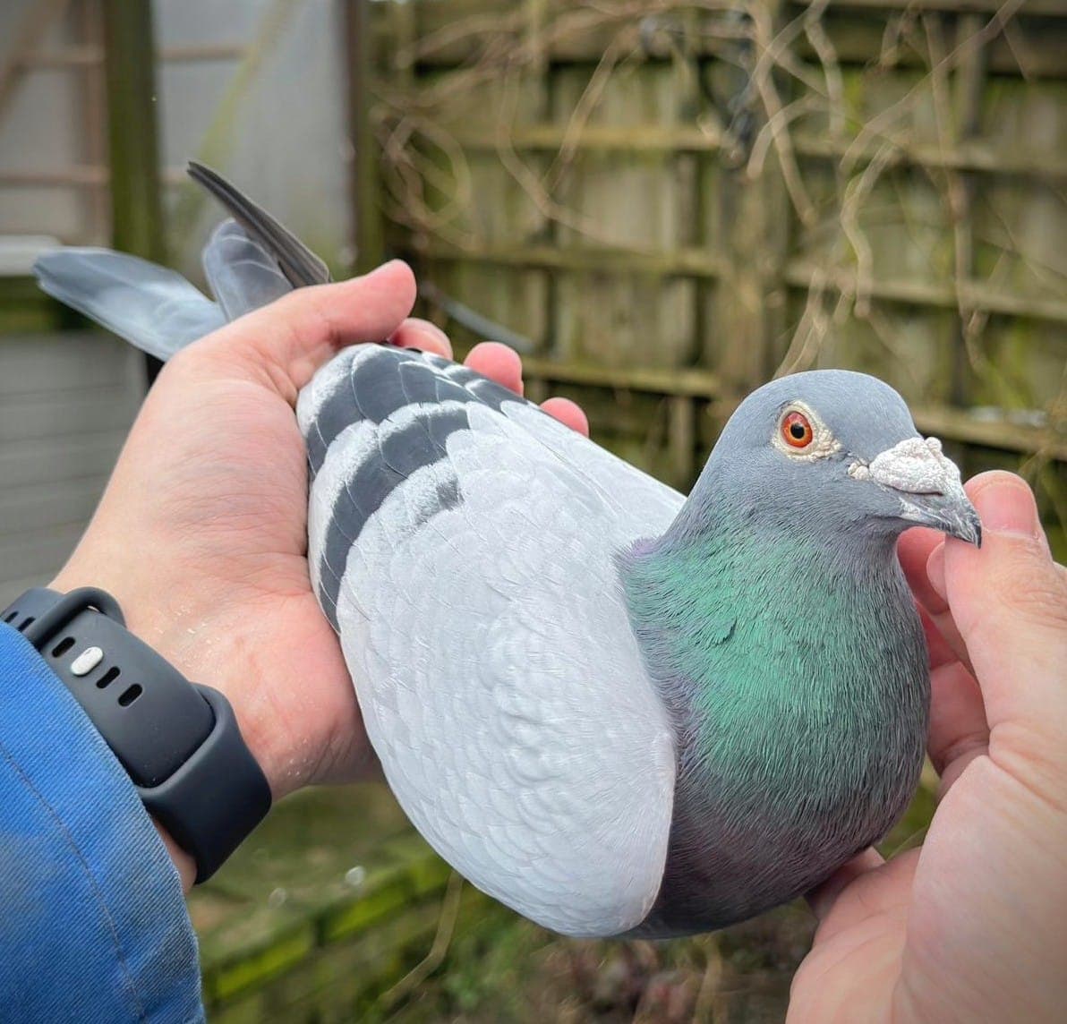 Pigeon held in hands