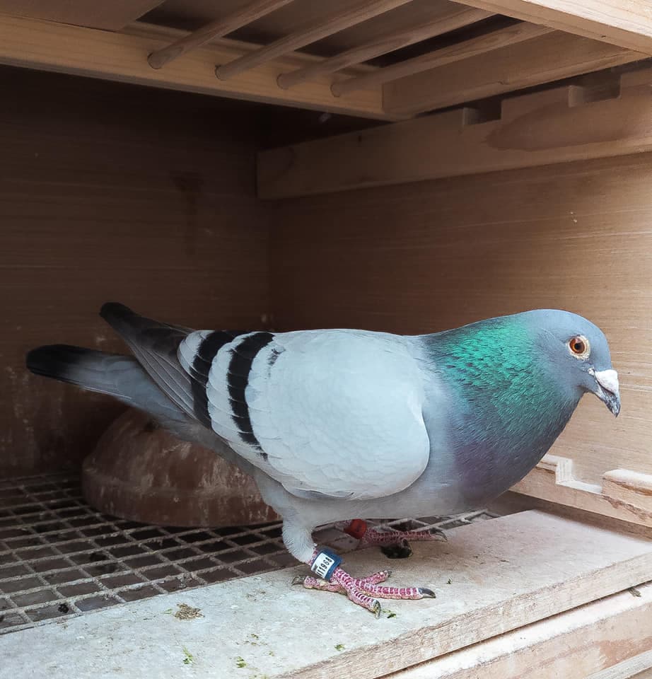 Blue-grey racing pigeon portrait