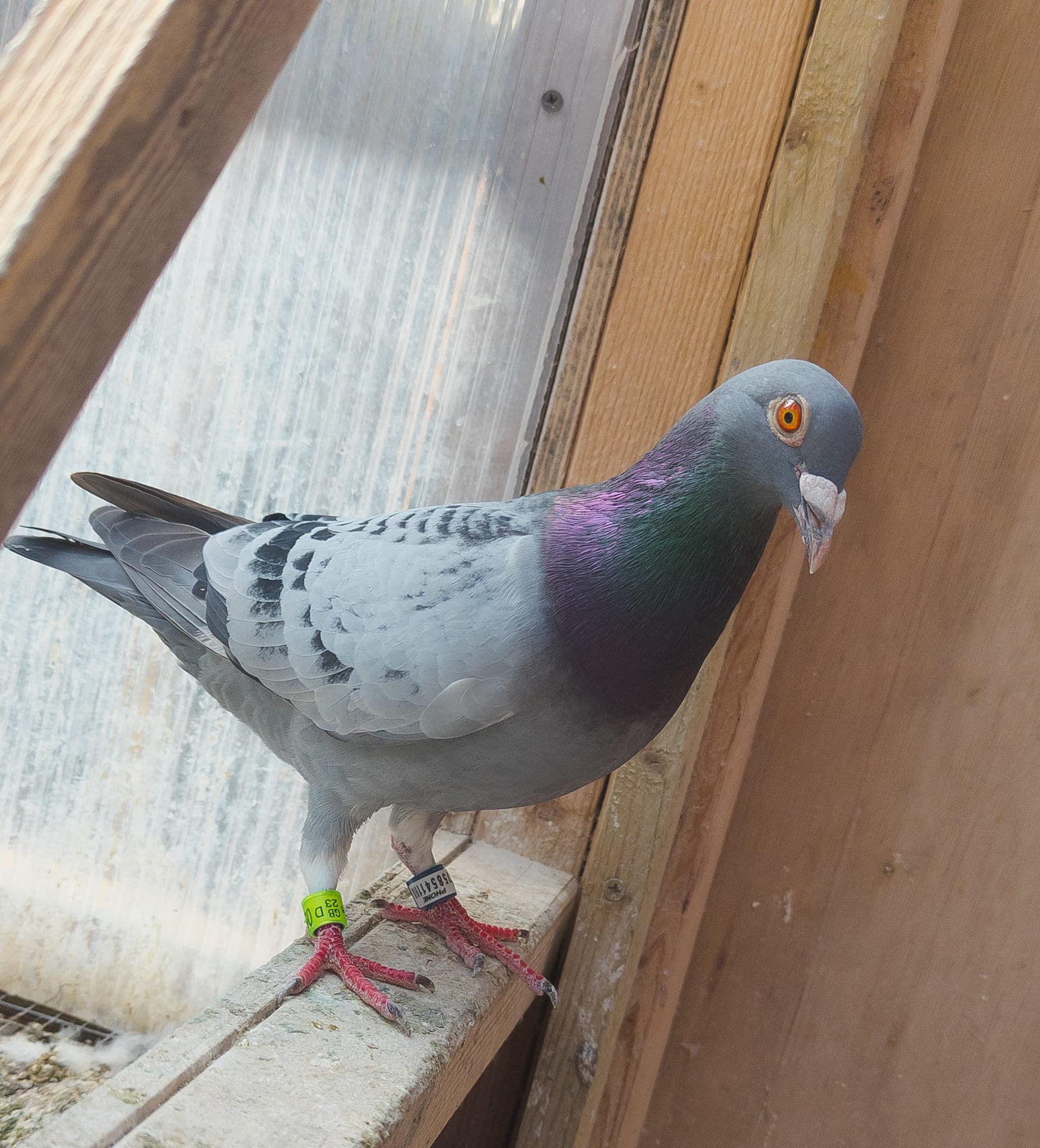 Pigeon on perch with GB23D leg band