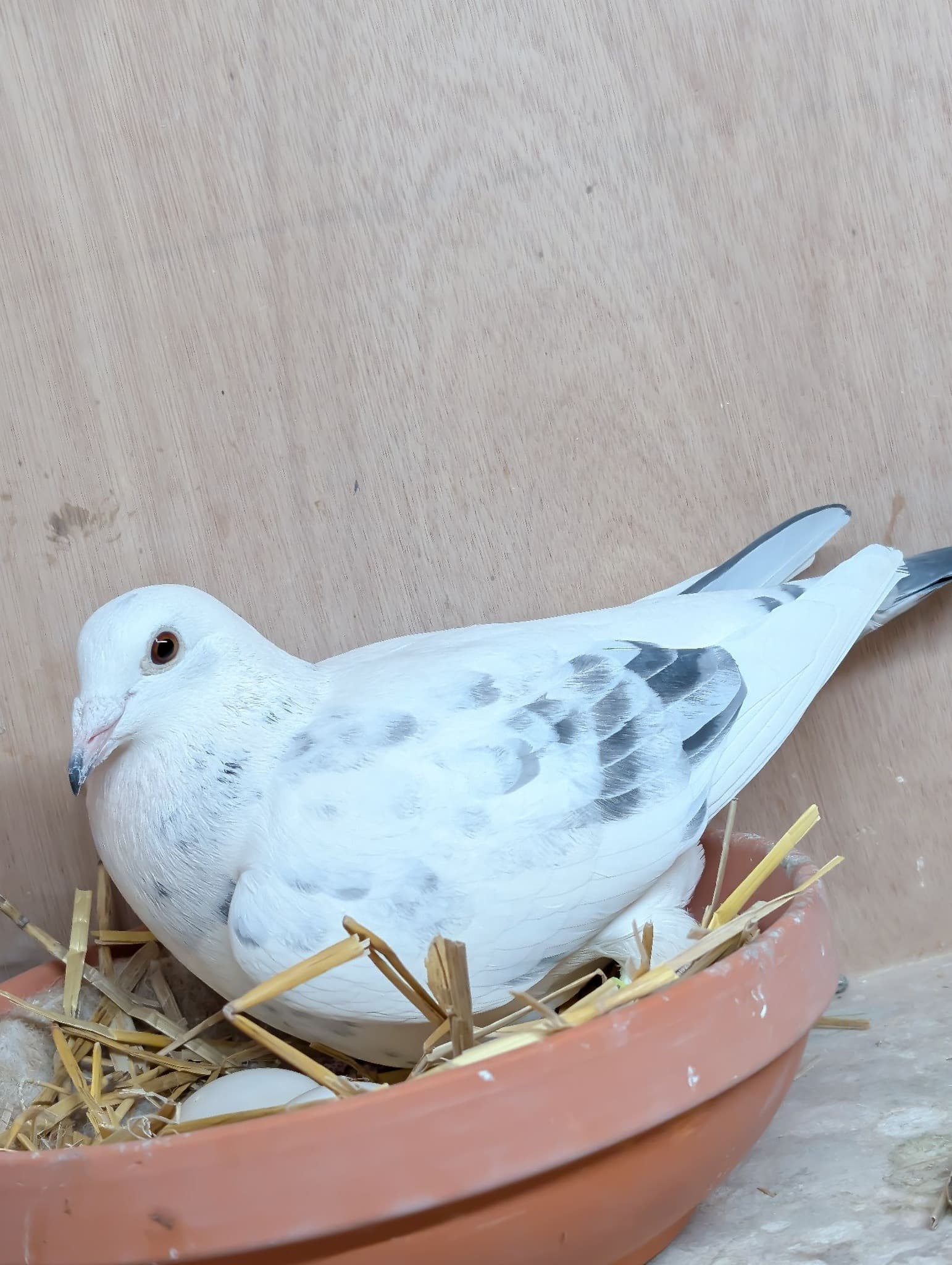 White speckled pigeon with eggs