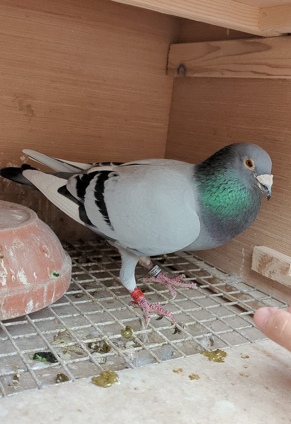 Pigeon in loft with leg bands