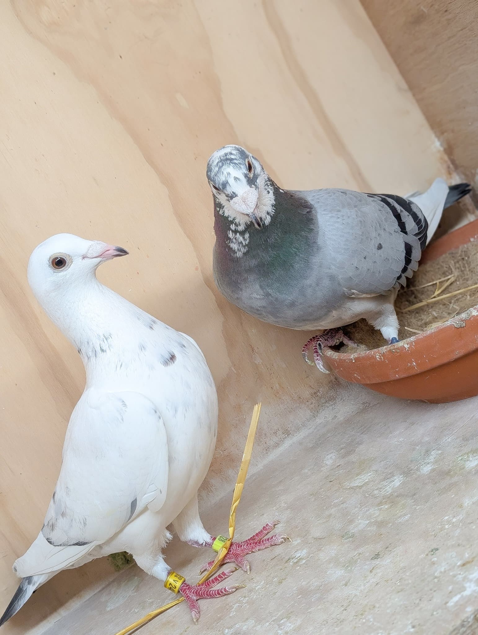 Two pigeons in loft