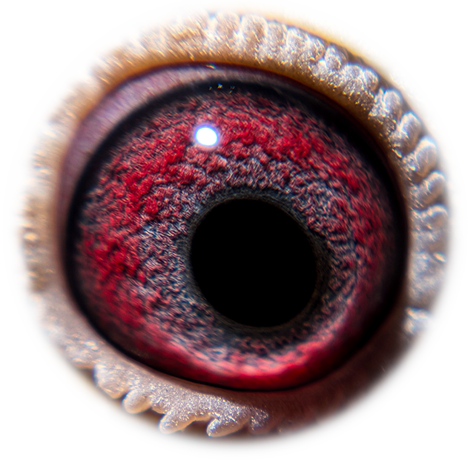 Born Too Hot Eye Sign