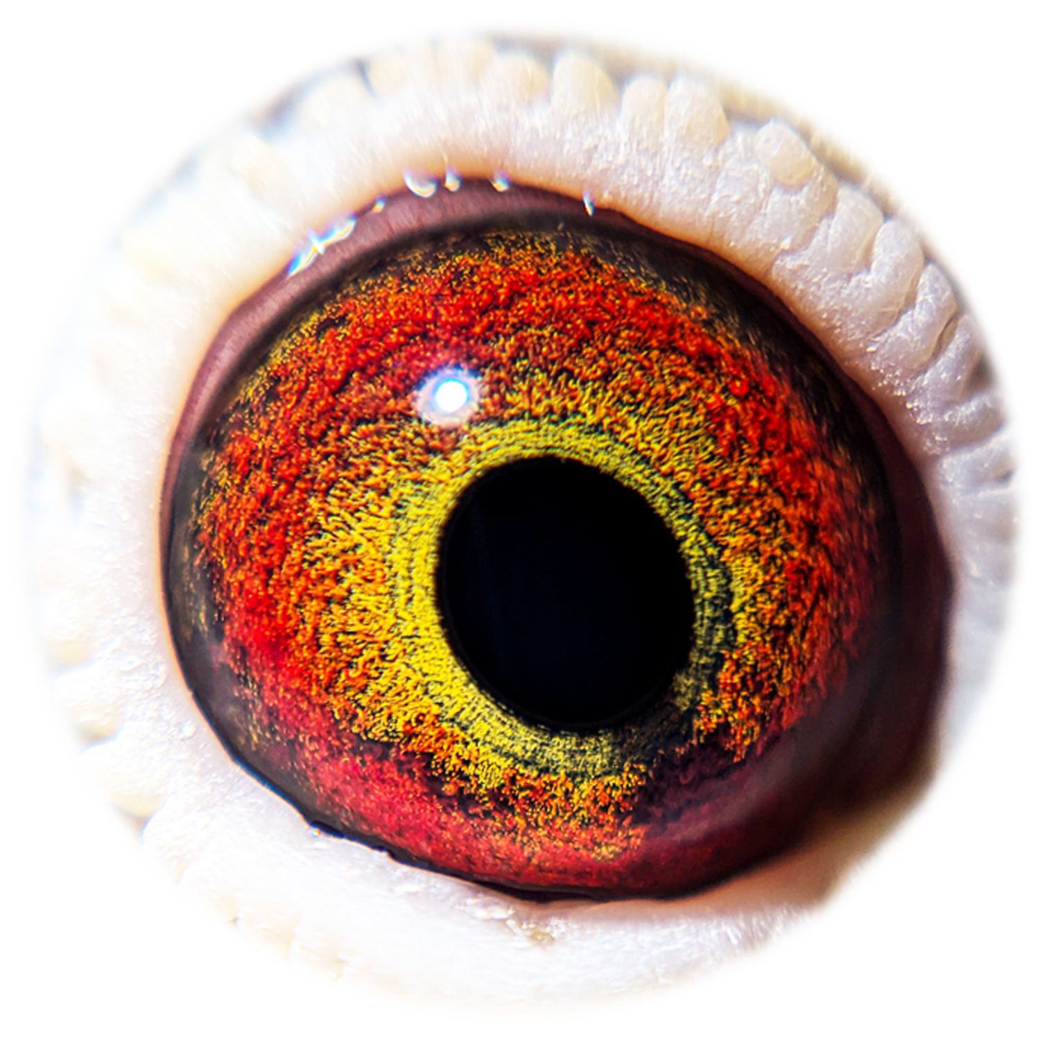 Dikke Brother Eye Sign