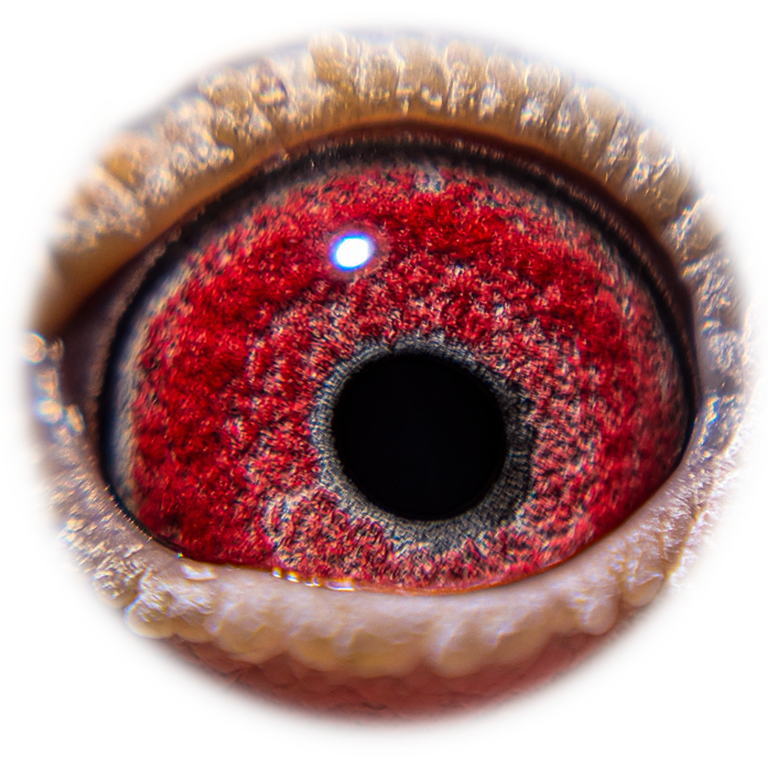 Geordie Boy Eye Sign