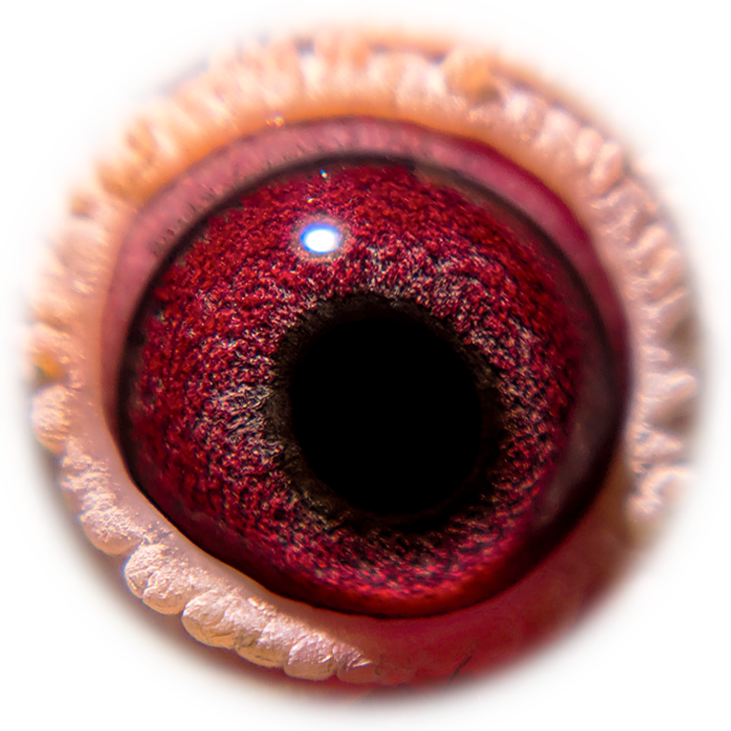 Prince Kittel Eye Sign